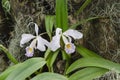 Cattleya schroederae, a tropical white, purple and yellow orchid Royalty Free Stock Photo