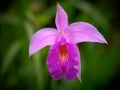 Cattleya