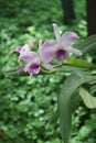 Cattleya trianae details photo, South american species, Christmas orchid orchid, Introduced ornamental species Royalty Free Stock Photo