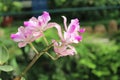 Cattleya trianae background photo, South american species, Christmas orchid orchid, Introduced ornamental species Royalty Free Stock Photo