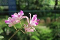 Cattleya trianae background photo, South american species, Christmas orchid orchid, Introduced ornamental species Royalty Free Stock Photo