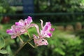 Cattleya trianae background photo, South american species, Christmas orchid orchid, Introduced ornamental species Royalty Free Stock Photo