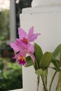 Pink Cattleya trianae details photo, South american species, Christmas orchid orchid, Introduced ornamental species Royalty Free Stock Photo