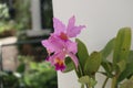 Pink Cattleya trianae details photo, South american species, Christmas orchid orchid, Introduced ornamental species Royalty Free Stock Photo