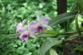 Cattleya trianae details photo, South american species, Christmas orchid orchid, Introduced ornamental species Royalty Free Stock Photo