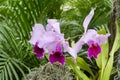 Cattleya Trianae orchid, a beautiful tropical flower Royalty Free Stock Photo