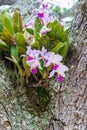Cattleya Trianae Orchid