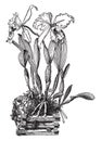 Cattleya Trianae vintage illustration