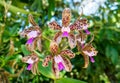 Cattleya Trigina Orchid or Cattleya Leopoldi Orchid . Close up in Anchieta. Royalty Free Stock Photo