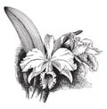 Cattleya Warscewoo Gigas vintage illustration