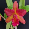 Cattleya Orchid Royalty Free Stock Photo