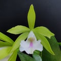 Cattleya Orchid Royalty Free Stock Photo