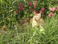 Catty cat under grass, enjoy the sunrise with some pink flower