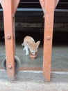 Catty feeding milk behind closed gate