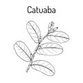 Catuaba Erythroxylum vaccinifolium , medicinal plant. Royalty Free Stock Photo