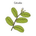 Catuaba Erythroxylum vaccinifolium , medicinal plant