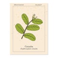Catuaba Erythroxylum vaccinifolium , medicinal plant Royalty Free Stock Photo