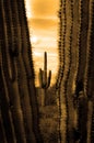 Catus Cacti in Arizona Desert