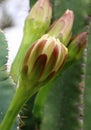 Catus Flower Buds