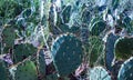 Catus plant blooms in Texas