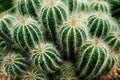 Catus plants in sand