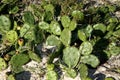 Catus in Sand