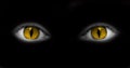 Catwoman eyes isolated on black