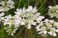 Caucalis grandiflora a white wildflower Royalty Free Stock Photo