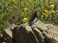 Caucasian agama is heating in the sun. Tbilisi, Georgia