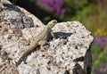 Caucasian agama in Iran