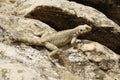 Caucasian agama Laudakia caucasia