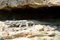 Caucasian agama (Paralaudakia caucasia) basking by cave Royalty Free Stock Photo