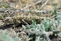 Caucasian agama (Paralaudakia caucasia) Royalty Free Stock Photo