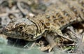 Caucasian agama (Paralaudakia caucasia)