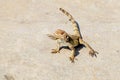 Caucasian agama Paralaudakia caucasia species of agamid lizard native to Caucasus basks in the sun sitting on a rock in the