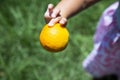 Caucasian baby girl keeps in hand fresh orange. Green blurred background. Healthy childhood concept. Kid and juicy fruit