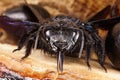 Caucasian bee carpenter Xylocopa valga with a clutch of two eggs