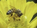 Kaukazský včela zberný peľ 