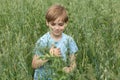 Caucasian boy in an oat field. Child smiles and touches the ears of cereal crops Royalty Free Stock Photo