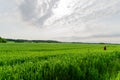 A caucasian boy in red t-shirt running in wheat green field in a summer cloudy day Royalty Free Stock Photo
