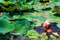 Caucasian boy swims in pond with lotuses gathering coins thrown by people for happiness. Childhood and exploration concept Royalty Free Stock Photo