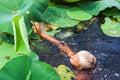 Caucasian boy swims in pond with lotuses gathering coins thrown by people for happiness. Childhood and exploration concept Royalty Free Stock Photo