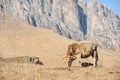 Caucasian bulls and cows on the mountain pastures in the tract near Mount Elbrus on a background of beautiful rocks Royalty Free Stock Photo