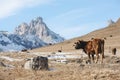 Caucasian bulls and cows on the mountain pastures in the tract near Mount Elbrus on a background of beautiful rocks Royalty Free Stock Photo