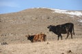 Caucasian bulls and cows on the mountain pastures in the tract near Mount Elbrus on a background of beautiful rocks Royalty Free Stock Photo