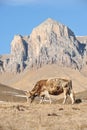 Caucasian bulls and cows on the mountain pastures in the tract near Mount Elbrus on a background of beautiful rocks Royalty Free Stock Photo