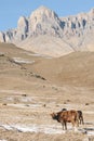 Caucasian bulls and cows on the mountain pastures in the tract near Mount Elbrus on a background of beautiful rocks Royalty Free Stock Photo