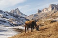 Caucasian bulls and cows on the mountain pastures in the tract near Mount Elbrus on a background of beautiful rocks Royalty Free Stock Photo