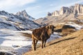 Caucasian bulls and cows on the mountain pastures in the tract near Mount Elbrus on a background of beautiful rocks Royalty Free Stock Photo