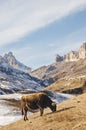 Caucasian cows grazing on winter pastures on the gold background of the majestic rocks Royalty Free Stock Photo